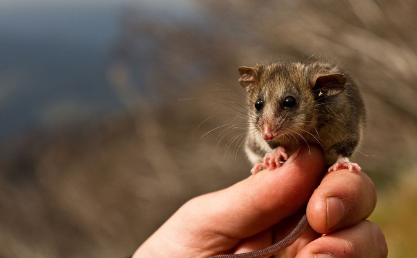 pygmy possum