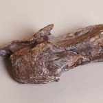 The first Australian spinosaur