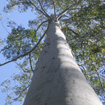 Eucalyptus genome sequenced