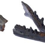 Fossil reveals origin of the whale’s giant mouth