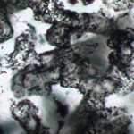 Early life on Earth had sulphur-based metabolisms