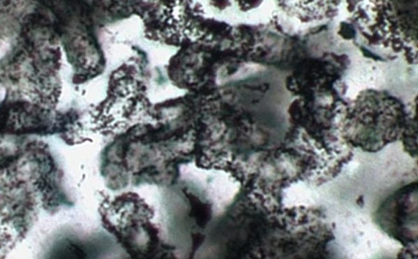 Fossil_tubes