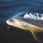 New dolphin species discovered in Victoria
