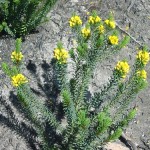 Rare plants flourish after fires