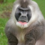 First stem cells from endangered species