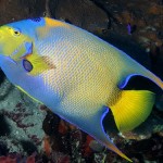 Tropical fish rely on adult traits for dispersal