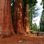 Do trees stop growing?