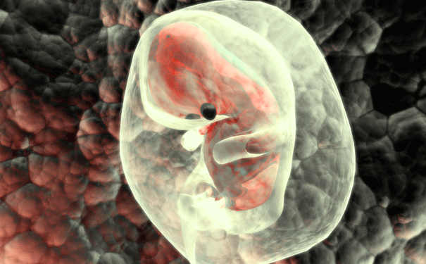embryo