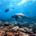 From dolphins and fish