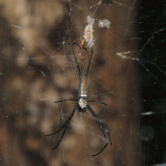 Chemicals in spider silk repel ants