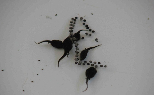 Toad Tads Eating Toad Eggs