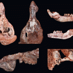 Mammalian skull from Late Cretaceous found in South America