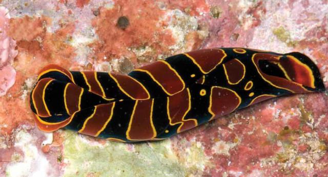 Chelidonura_mandroroa__Gosliner_