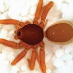 New species discovered
