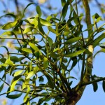 Fire regimes threaten mistletoe