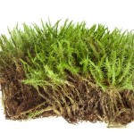 Nuclear material in Antarctic moss provides clues to climate change
