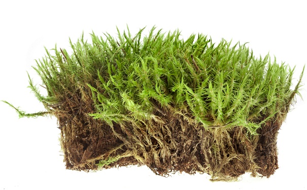 moss