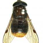The all-time diva of flies