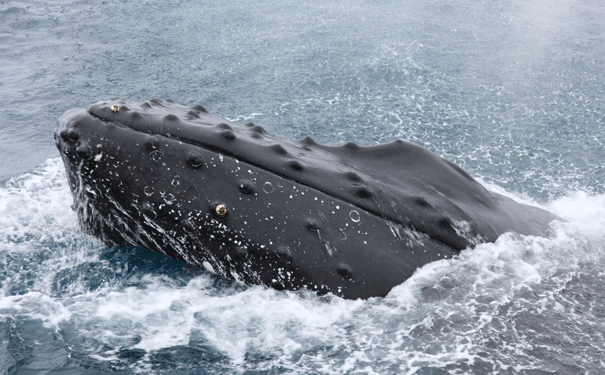 humpback