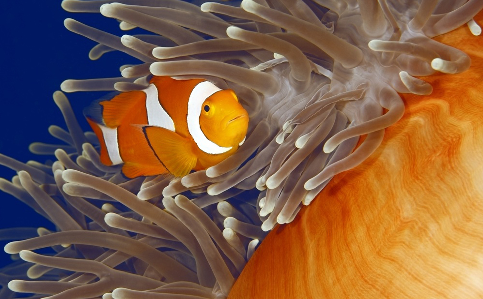 nemo