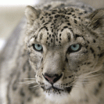 Stem cells could save snow leopards