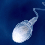 Ultrasound could be the male pill