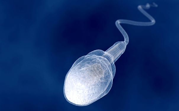 sperm