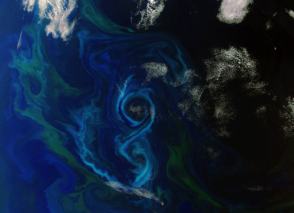 algal-bloom