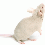 From a mouse to an elephant in 24 million generations