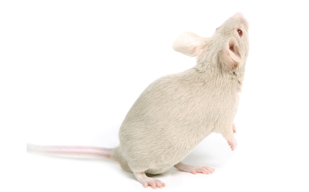 giant-mouse