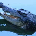 Saltwater crocodiles exposed