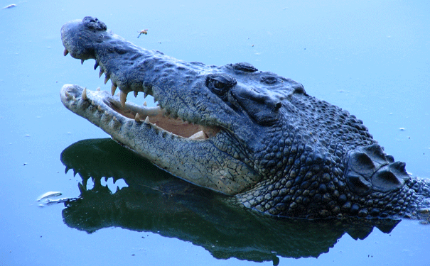 saltwatercroc