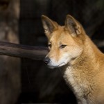Solving the native species conundrum
