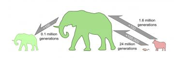 size-evolution