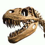 Tyrannosaurus rex’s killer smile