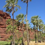 Outback palms may have been introduced by humans