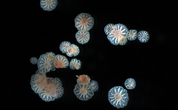 Post-fragmentation-embryos-settle-as-smaller-size-corals2