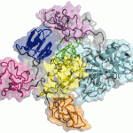 Enzyme plays hide and seek