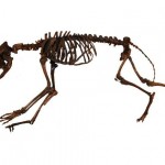 Coyotes are pint-sized versions of their former selves