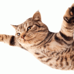 From flying pigeons and cats