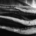 Giant and colossal squids have super-powerful eyes