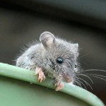 Of mice and Vikings