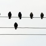 Man-made noise affects plants and birds