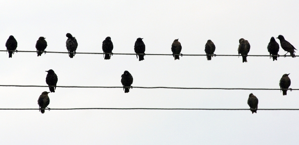 pajaro