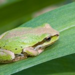 The canary in the mine might not croak