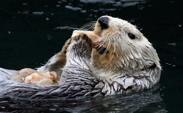 sea-otter