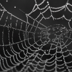 Spider silk: a new superconductor
