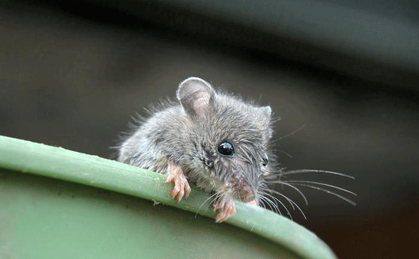 viking-mouse