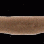 Immortal worms defy aging