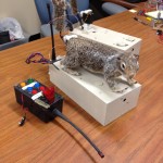 ‘Robosquirrel’ helps scientists understand rattlesnakes